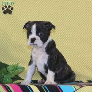 Texas, Boston Terrier Puppy